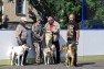 XII Межрегиональная Старорусская выставка охотничьих собак клуба собаководов «Колдун»