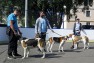 XII Межрегиональная Старорусская выставка охотничьих собак клуба собаководов «Колдун»